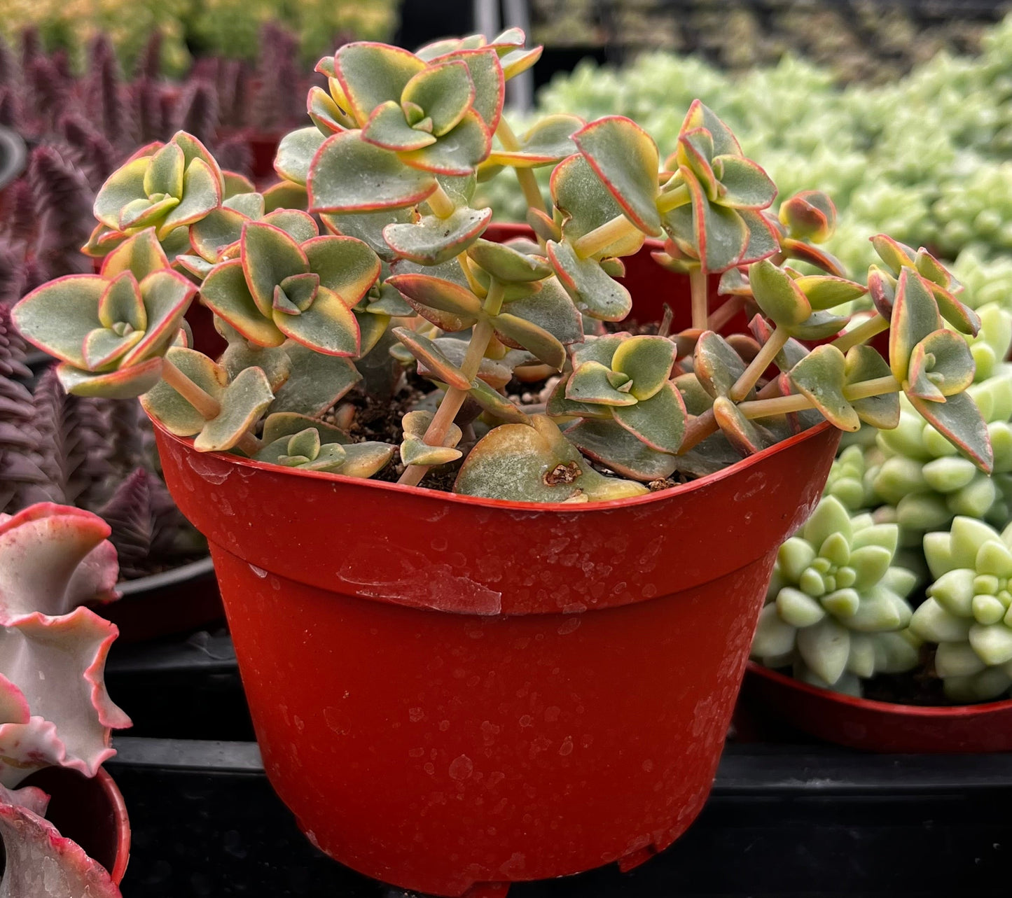 Variegated Crassula Calico Kitten