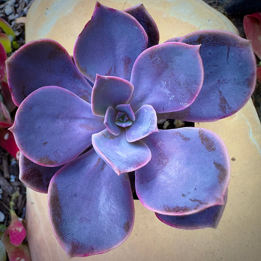 Echeveria 'Perle Von Nurnberg'