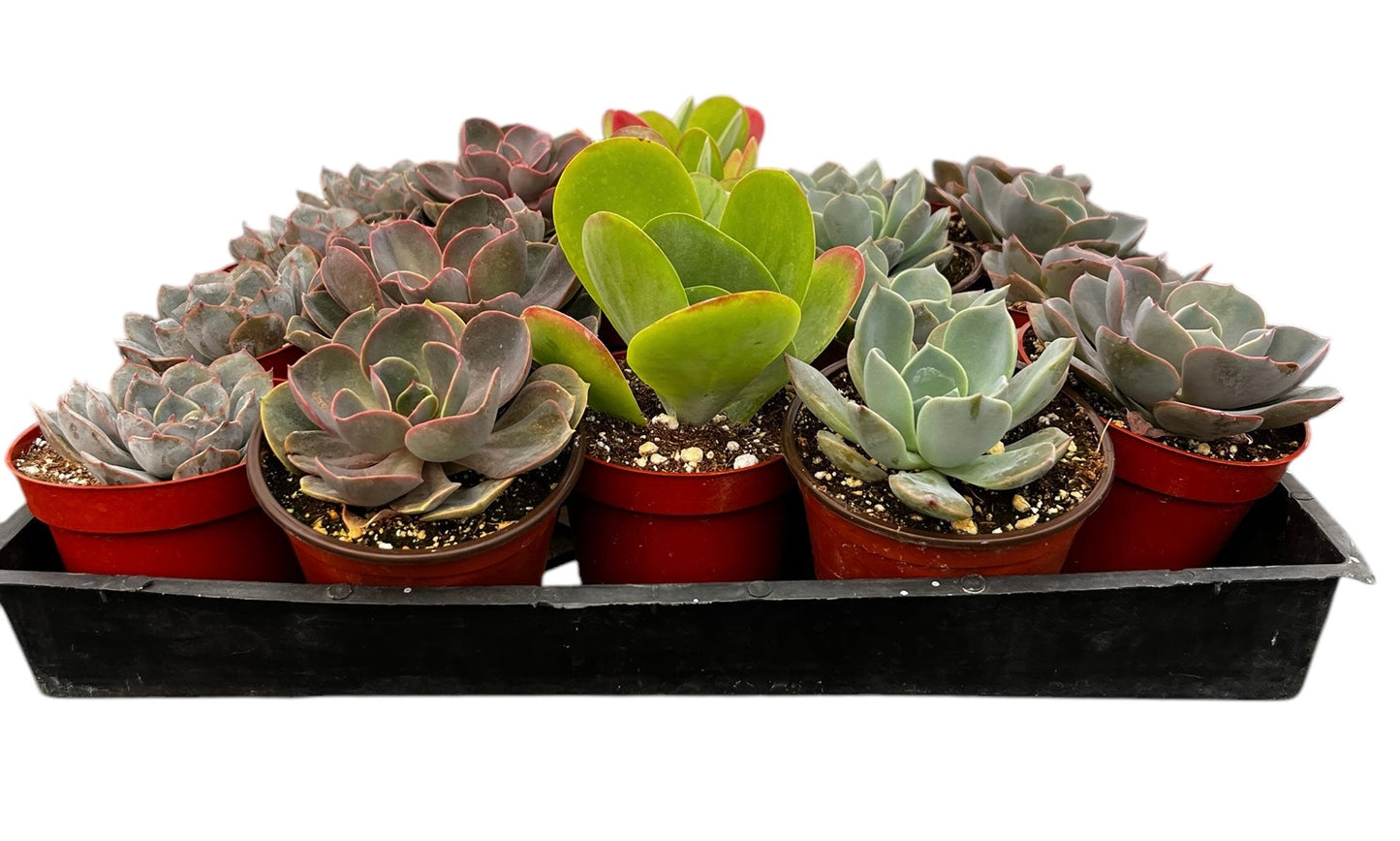 Bulk 4 inch Succulent Plants